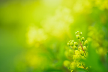 Closeup beautiful view of nature green leaf on blurred greenery tree background with sunlight in garden . It is natural ecology plant and environment copy space concept using for wallpaper