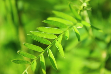Beautiful fresh sunny natural background with bright green leaf backlit by the sun on a green background