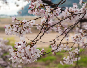 Obraz premium Beautiful cherry blossoms (or also known as 'sakura' in Japanese) with bokeh background in Kyoto's Yodogawa.