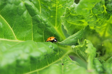 Insect ladybug with a red body and black spots is sitting on a leaf