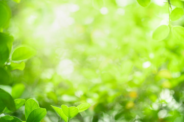 Fototapeta na wymiar Closeup beautiful view of nature green leaf on blurred greenery tree background with sunlight in garden . It is natural ecology plant and environment copy space concept using for wallpaper