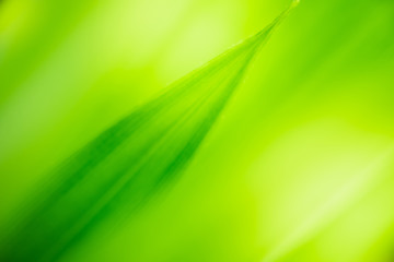 Closeup beautiful view of nature green leaf on blurred greenery tree background with sunlight in garden . It is natural ecology plant and environment copy space concept using for wallpaper