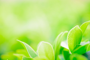 Close up beautiful view of nature green leaves on blurred greenery tree background with sunlight in public garden park. It is landscape ecology and copy space for wallpaper and backdrop.