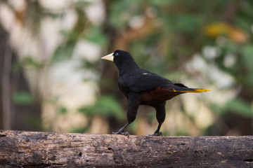Yellow rumped cacique, Cacicus cela, Pantanal Brazil