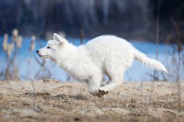 active puppy of white swiss shepherd