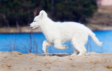 active puppy running breed white swiss shepherd