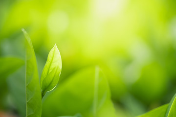 Close up beautiful view of nature green leaves on blurred greenery tree background with sunlight in public garden park. It is landscape ecology and copy space for wallpaper and backdrop.