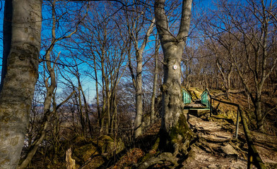 Fototapeta premium Die Brücke zum Wald
