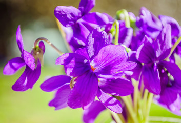 closeup of violet flowers