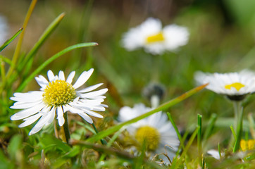 Gänsblümchen