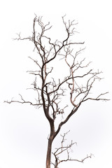 Dead tree isolate on white background.