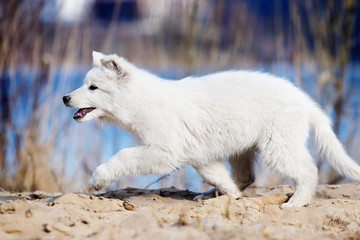 Obraz premium active puppy running breed white swiss shepherd