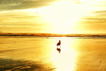 Bird sea gull in the rays of a golden sun on the sandy beach of the Atlantic Ocean. USA. Maine.