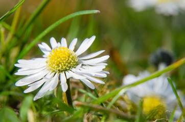 Gänsblümchen