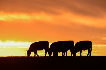 Obraz na płótnie Canvas Steers fed with natural grass, Pampas, Argentina