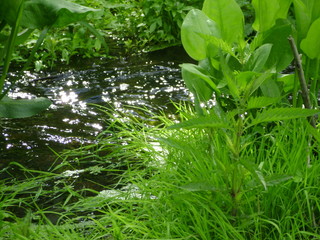 a brook in the grass