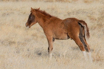Cute Wild Horse Foal