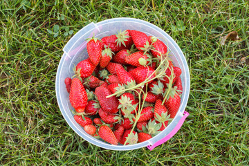 Bucket of freshly picked strawberries on green grass.