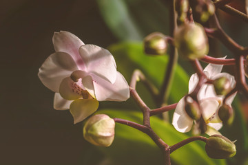 Pink orchid with green leaves on black blurry background