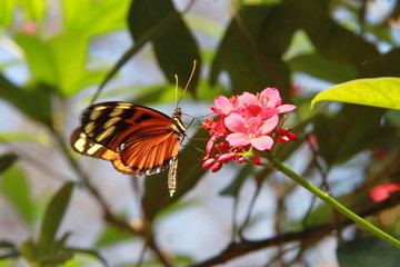 Isabella Tiger Butterfly on Pink Flowers