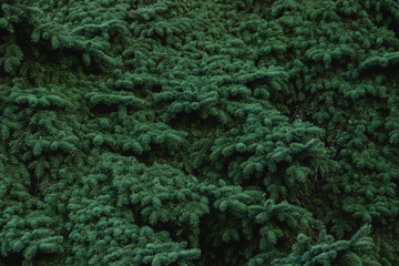 Christmas frame on the background of the Christmas tree, New Year theme