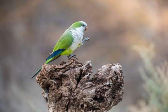 Parakeet,feeding on wild fruits, La Pampa, Patagonia, Argentina