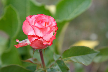 Red rose bud on a long stem with blurred leaves on the background.
