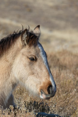 Naklejka na ściany i meble Cute Wild Horse Foal