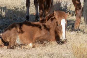 Cute Wild Horse Foal