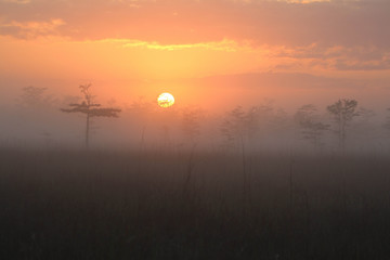 Fototapeta na wymiar Sunrise in the Everglades