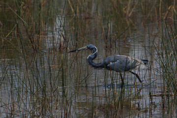 Tricoloured Heron