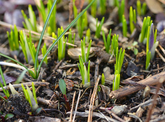 Fresh green grass breaking though the earth in spring time