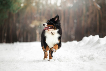 bernese mountain dog in winter forest
