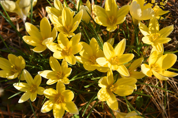 Yellow crocus flowers blooming in the nature