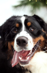 bernese mountain dog in winter forest