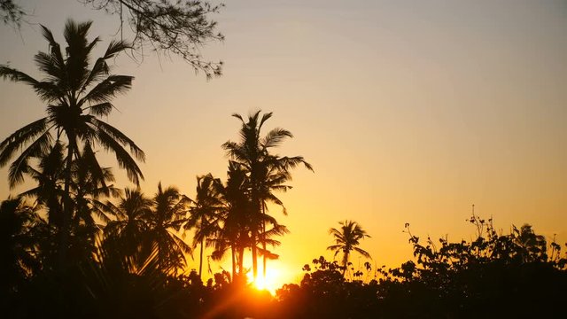 Idyllic background shot of beautiful bright yellow sun going up among palm tree silhouettes on exotic tropical sunrise.