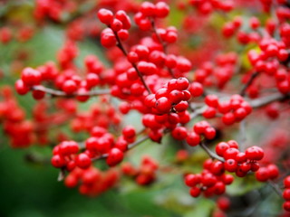 Red Autumn Berries