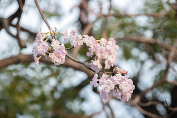 close up of Pink trumpet tree "Chompoo Pantip" in winter, Thailand.