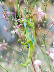Colorful chameleon on a flower in South Africa.