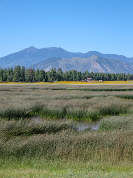 Flagstaff's San Francisco peaks with a row of ponderosa pines and a field of tall flowing grasses with some water