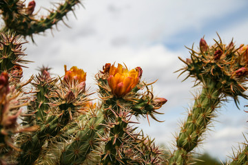 Cacti blooming orange flowers in the southwestern desert.