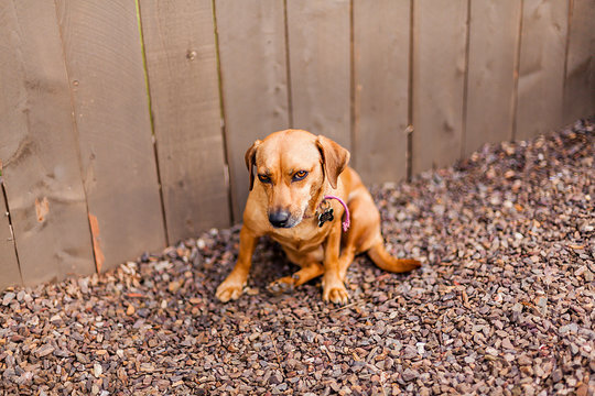 Brown chiweenie looking at the camera with attitude.
