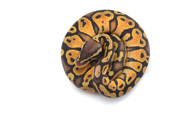 Snake Ball python isolated on white background