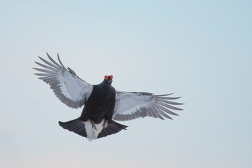 Fototapeta premium gallo forcello