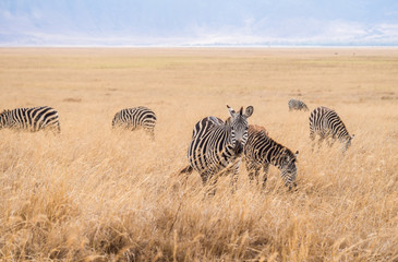 Fototapeta na wymiar Plains Zebra (Equus quagga, also known as the common zebra or Burchell's zebra) in Ngorongoro Crater in Tanzania, Africa.