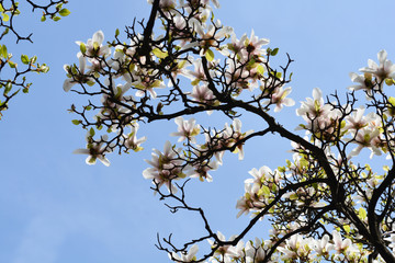 Magnolia tree