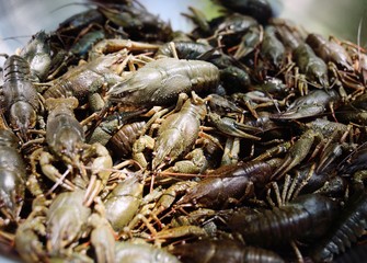 live river green crayfish close-up before cooking