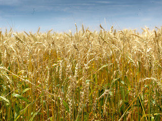 Obraz premium Wheat is a grass widely cultivated for its seed, a cereal grain which is a worldwide staple food. The many species of wheat together make up the genus Triticum; the most widely grown is common wheat