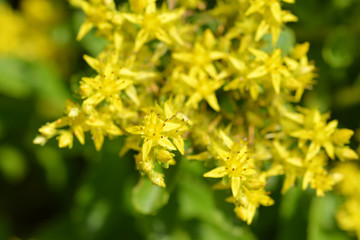 Yellow Stonecrop