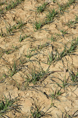 environnement vert agriculture culture bio 